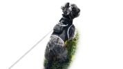 NEW GSM GPRS GPS Trackers for Pets w/ Realtime Alerts for Surveillance Size:L