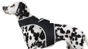 Universal GPS Dog Tracker Collar Clipped Rechargeable Mini Pet Tracking Device Size:L