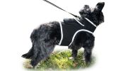 NEW GPS Dog Collar High Rated Reviews Realtime Waterproof Pet Tracker Size:L